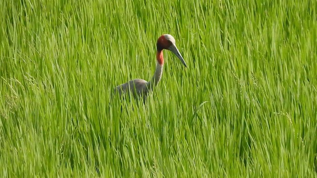 Sarus Crane - ML642814270