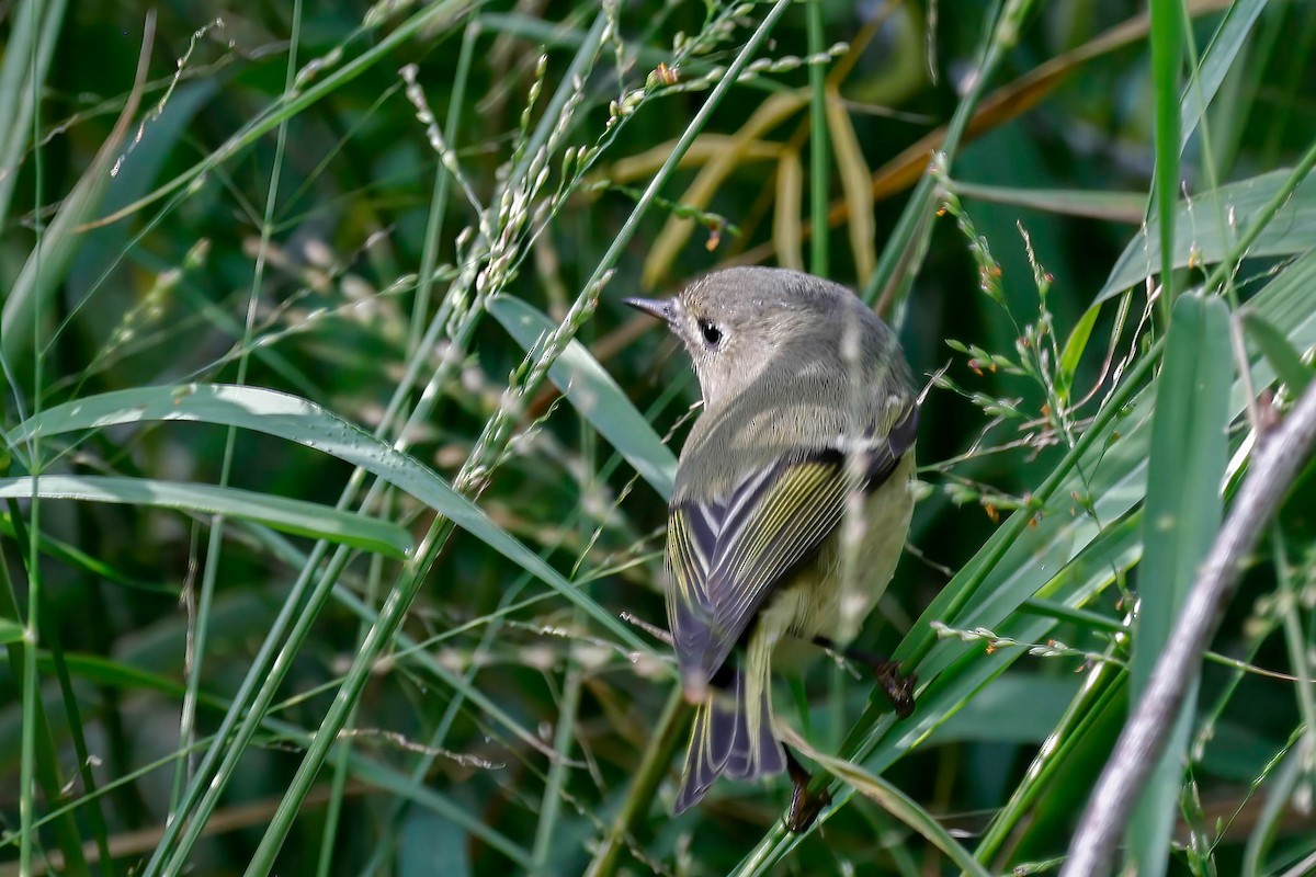 Ruby-crowned Kinglet - ML642814273