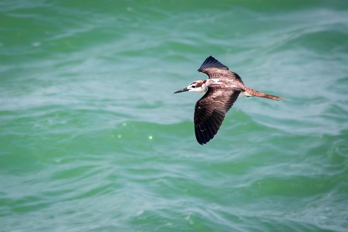 Bridled Tern - ML642814283