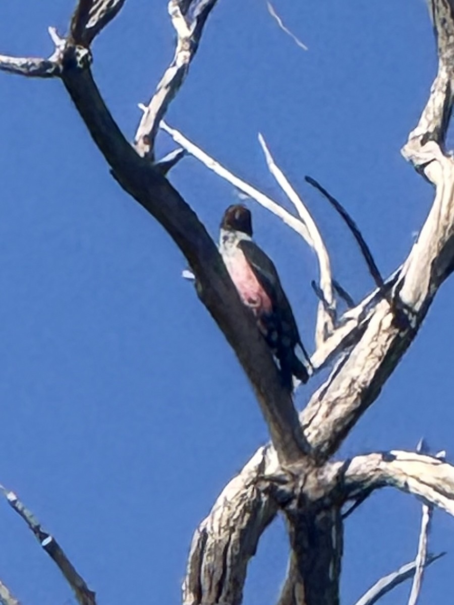 Lewis's Woodpecker - ML642814290
