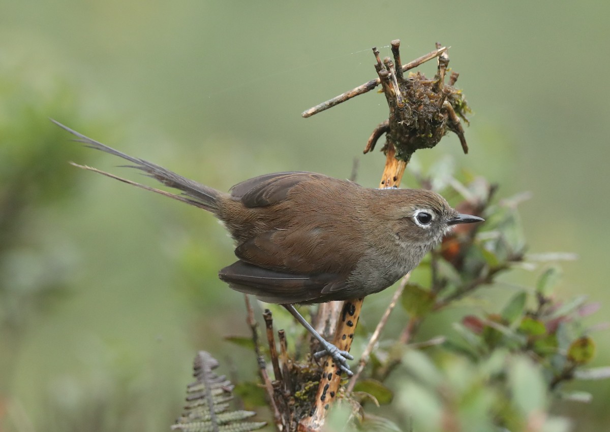 Mouse-colored Thistletail - ML642814295