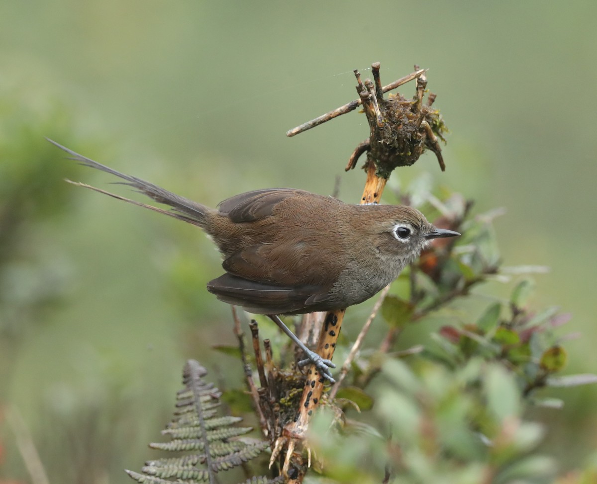 Mouse-colored Thistletail - ML642814296
