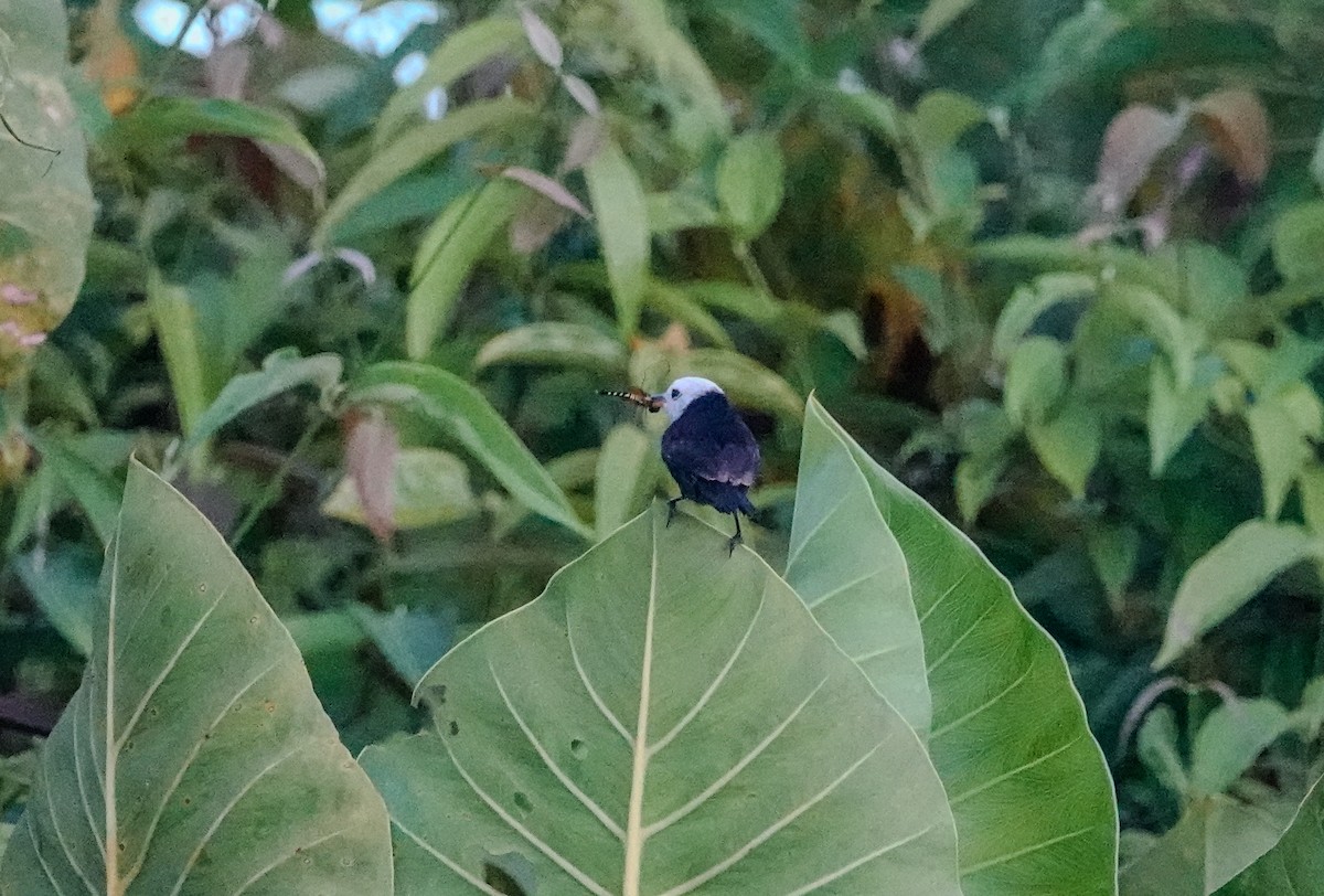 White-headed Marsh Tyrant - ML642814298