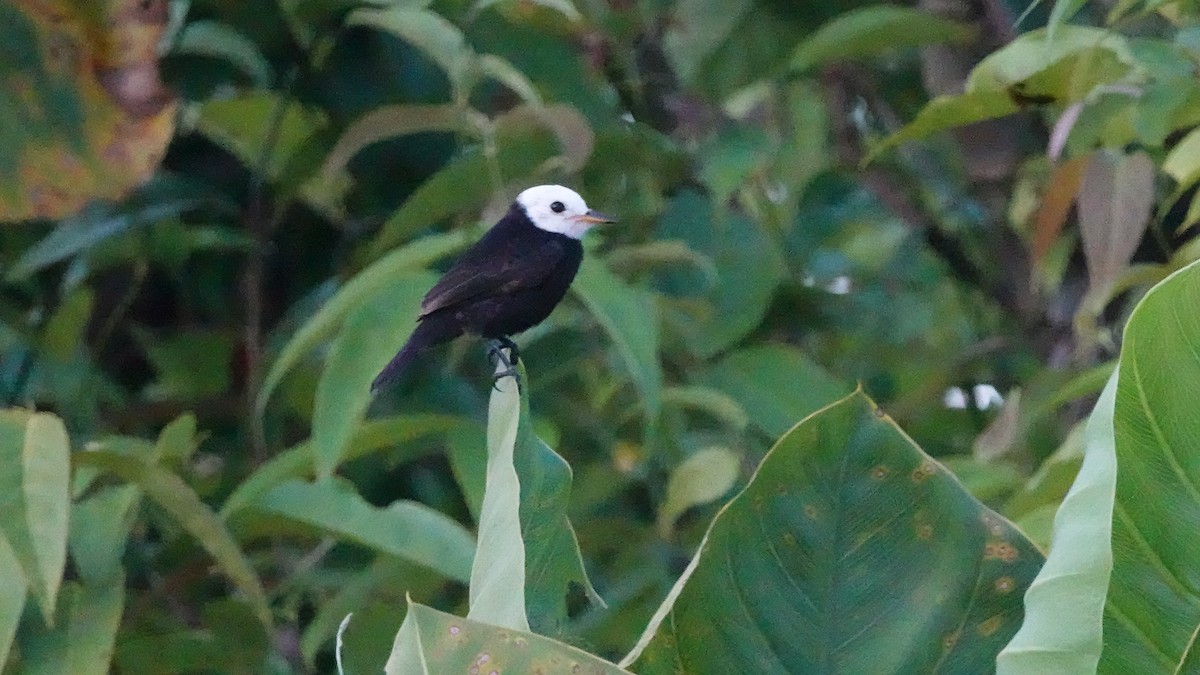 White-headed Marsh Tyrant - ML642814299