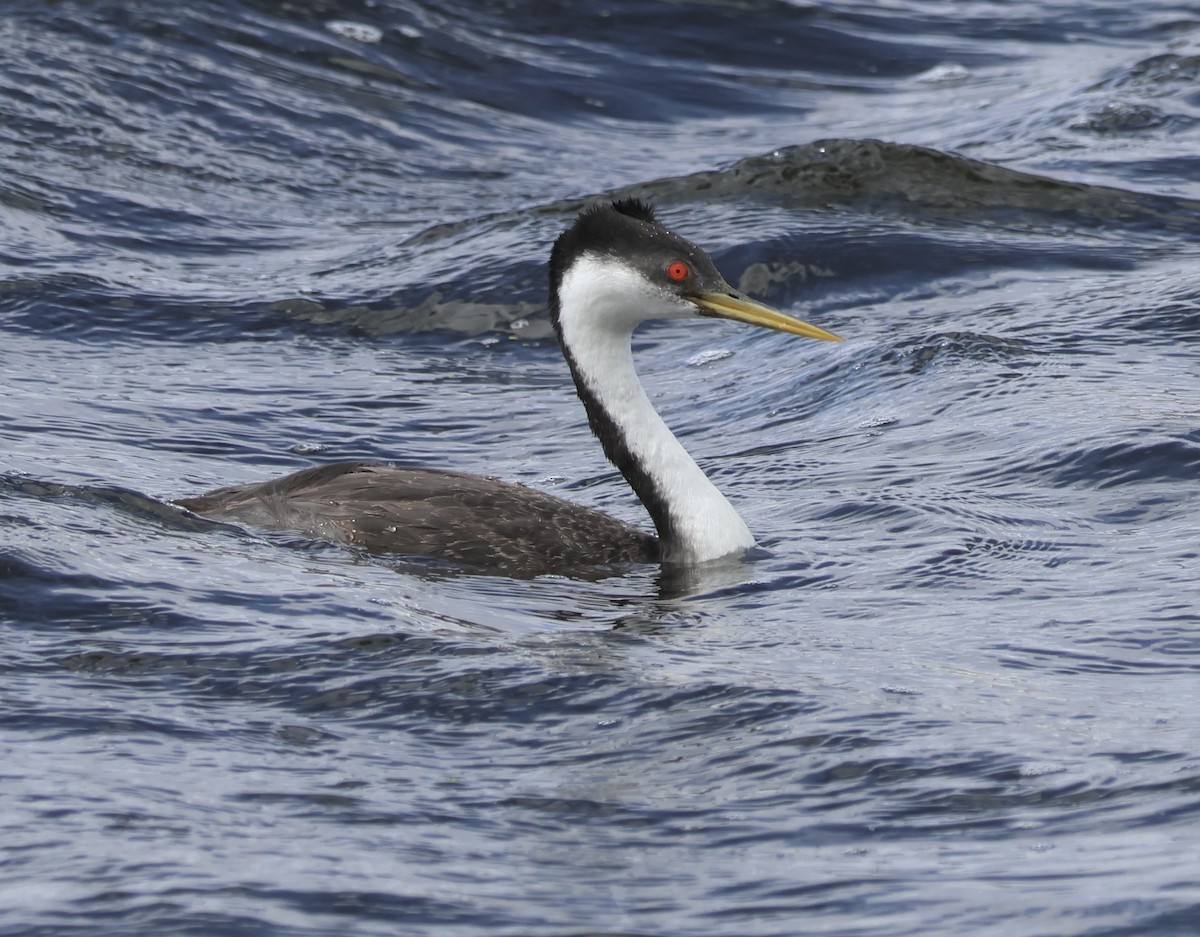 Western Grebe - ML642814308