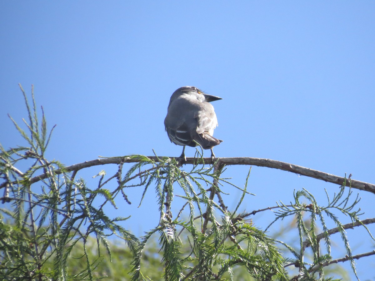 Gray Kingbird - ML642814325