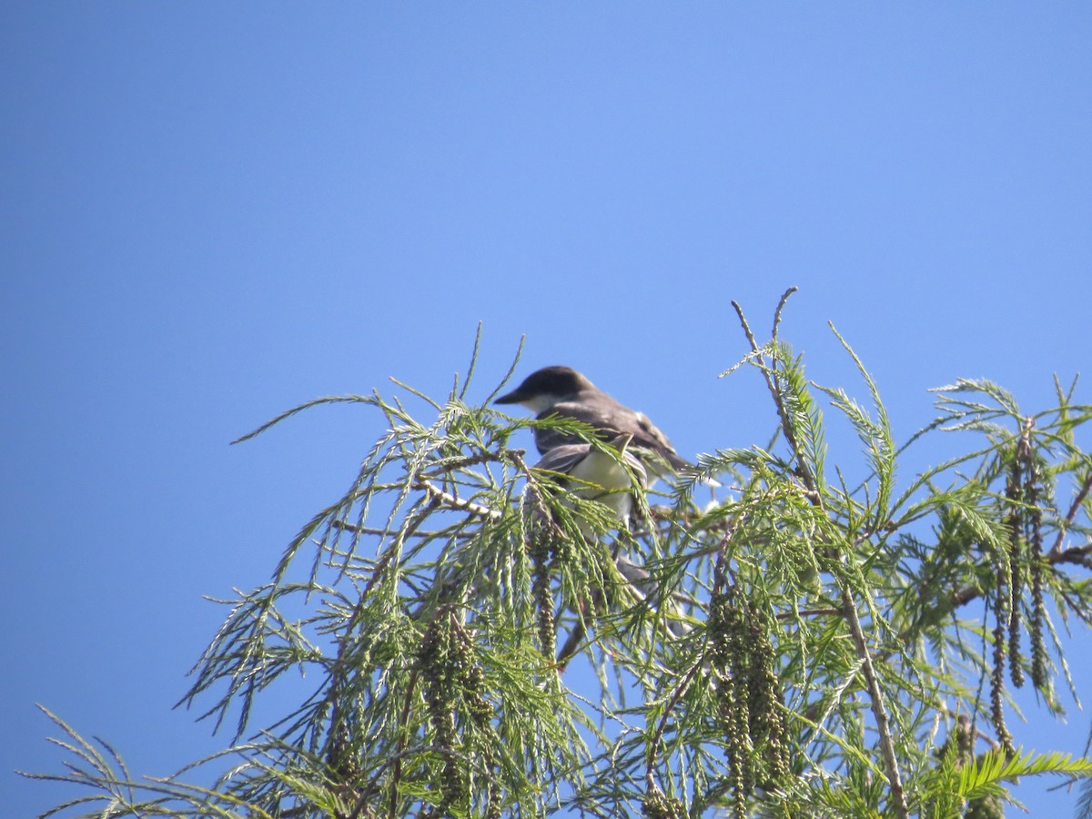 Gray Kingbird - ML642814326