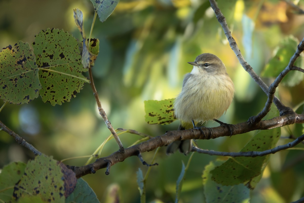 Palm Warbler - ML642814334