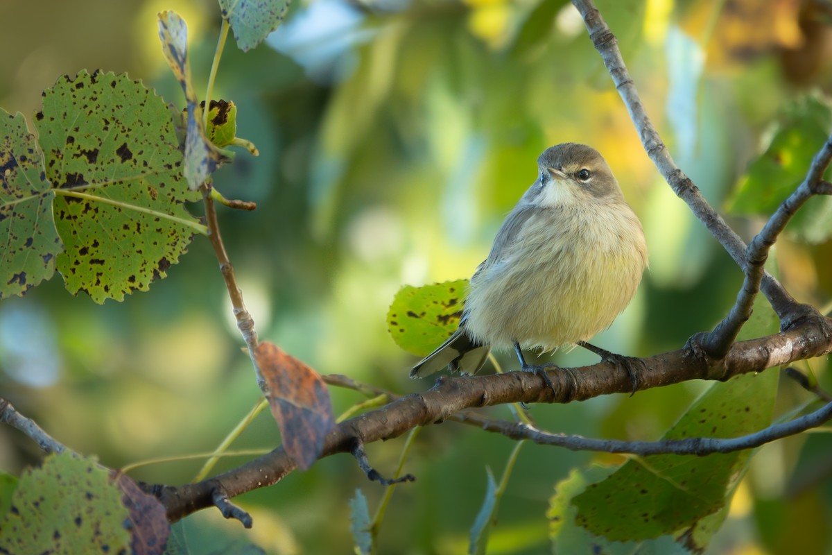 Palm Warbler - ML642814335