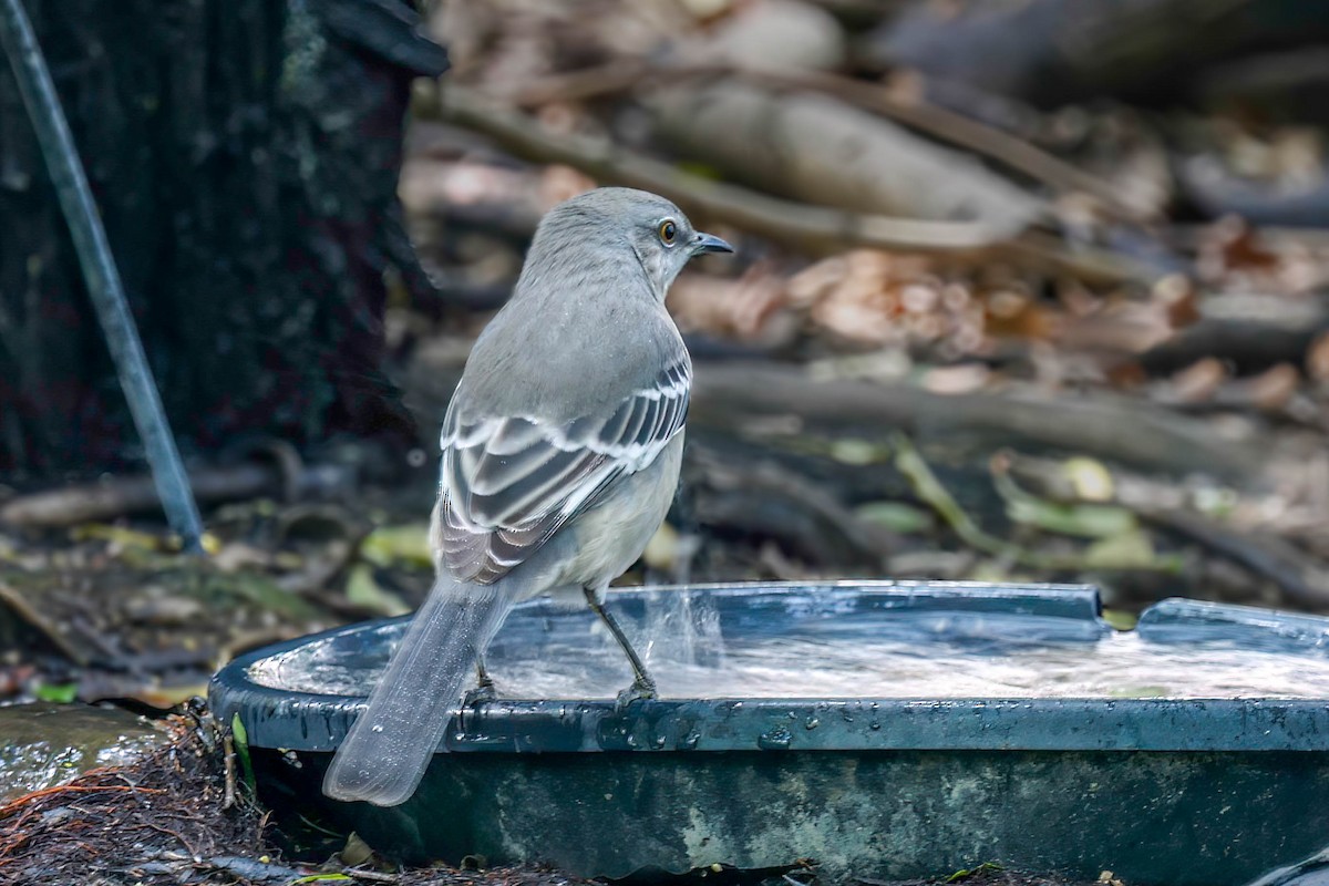 Northern Mockingbird - ML642814347