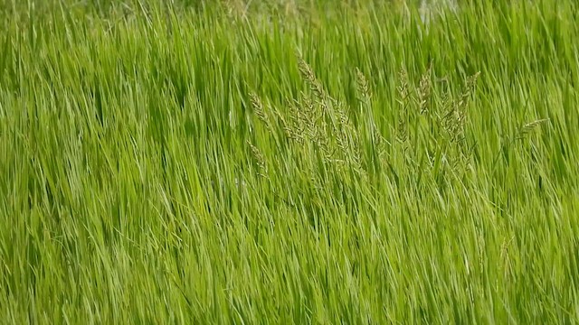 Sarus Crane - ML642814349