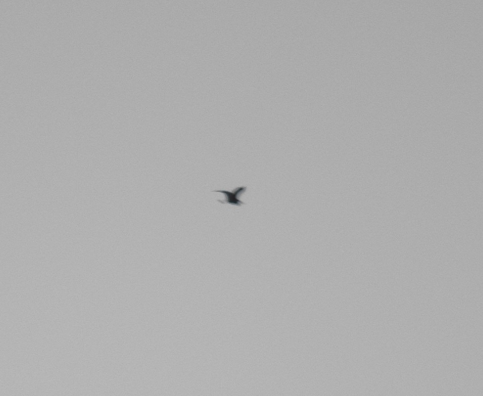 volavkovití sp. - ML642814358