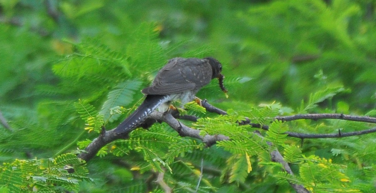 Gray-bellied Cuckoo - ML642814369