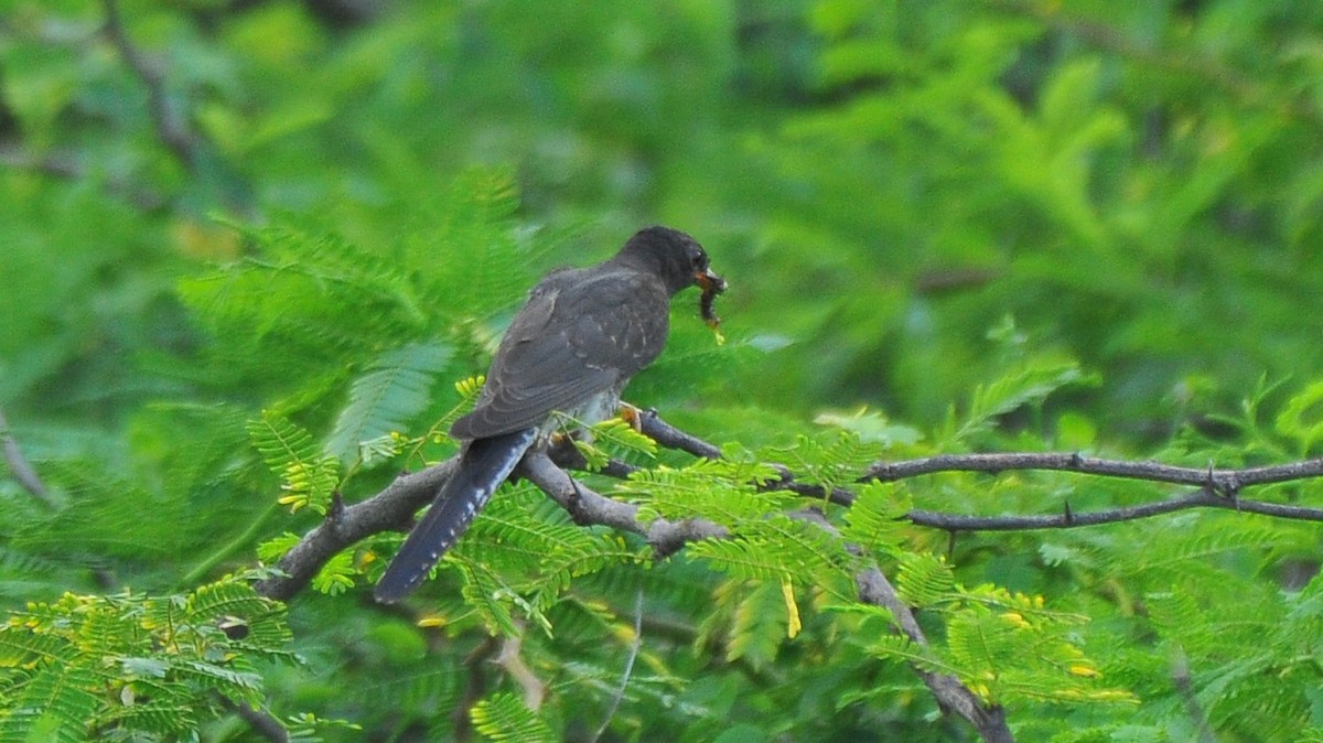 Gray-bellied Cuckoo - ML642814370