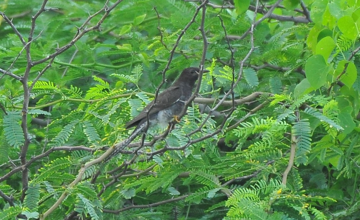 Gray-bellied Cuckoo - ML642814371