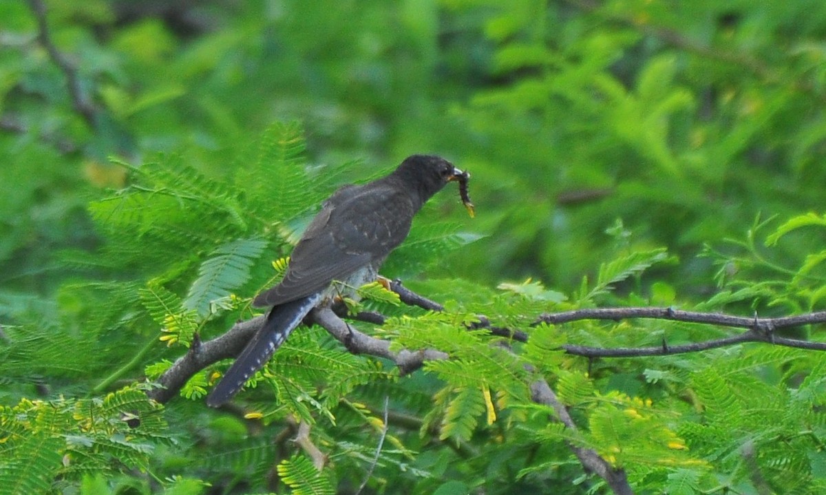 Gray-bellied Cuckoo - ML642814372