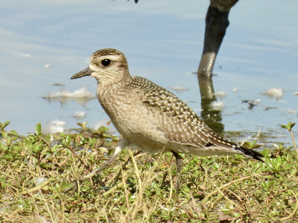 American Golden-Plover - ML642814375