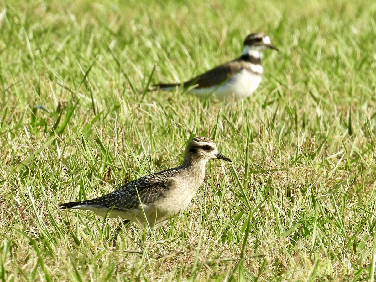 American Golden-Plover - ML642814380