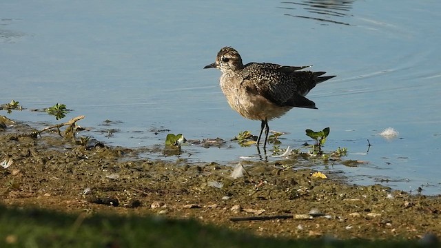 American Golden-Plover - ML642814387