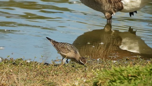 American Golden-Plover - ML642814388