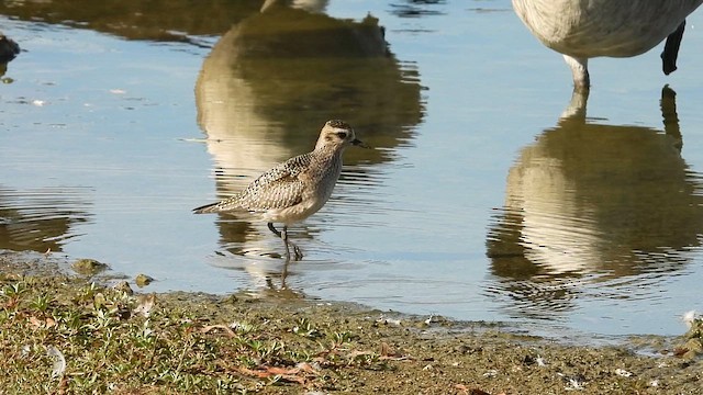 American Golden-Plover - ML642814389