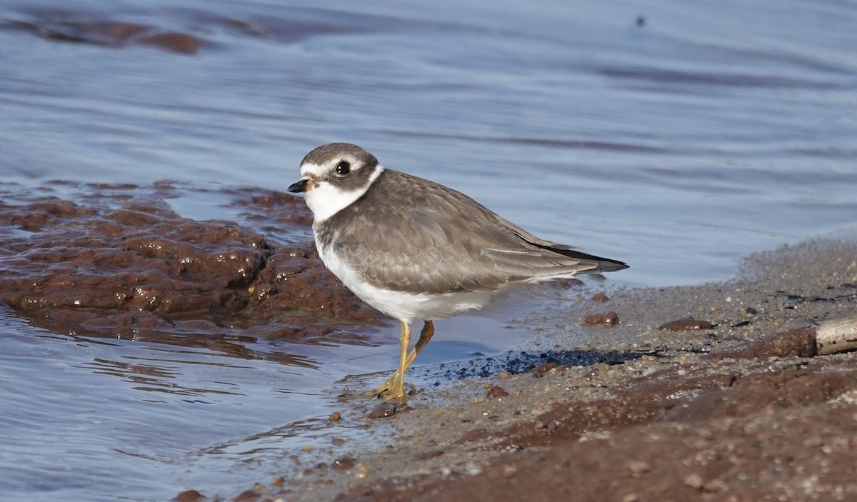 Semipalmated Plover - ML642814392