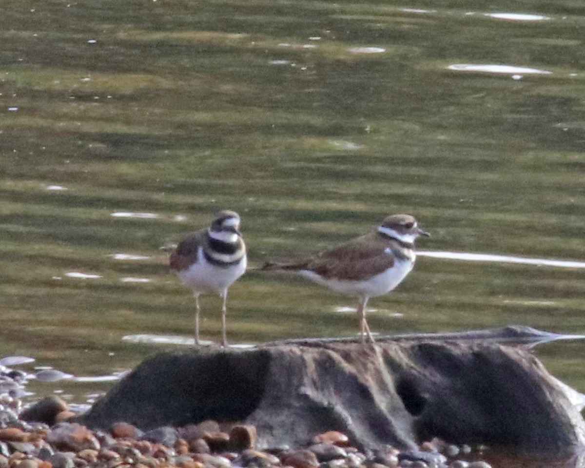 Killdeer - ML642814393