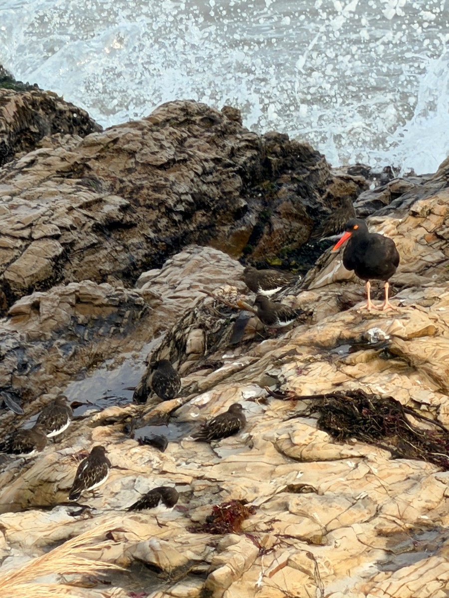 Black Oystercatcher - ML642814404