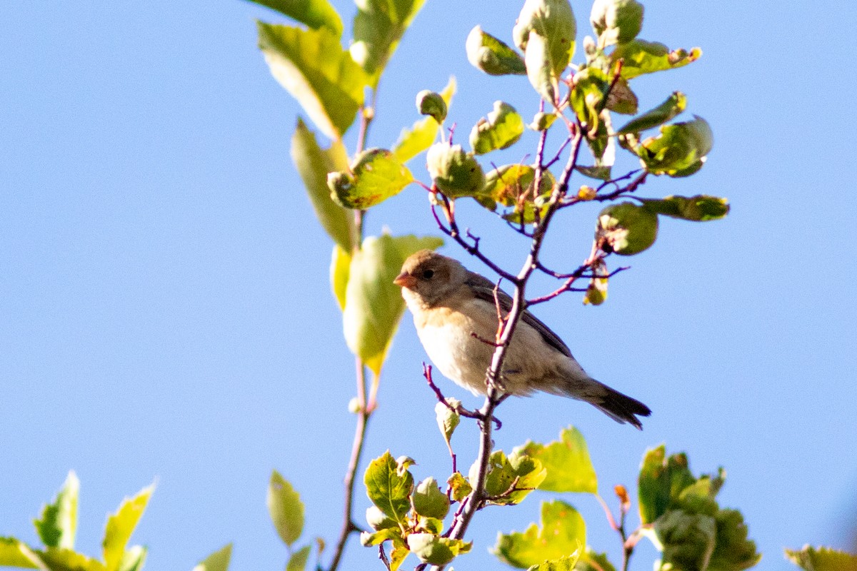 Lazuli Bunting - ML642814405