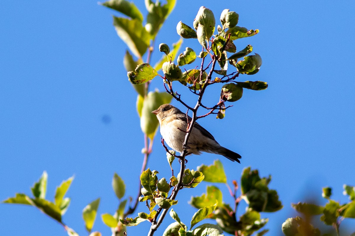 Lazuli Bunting - ML642814406