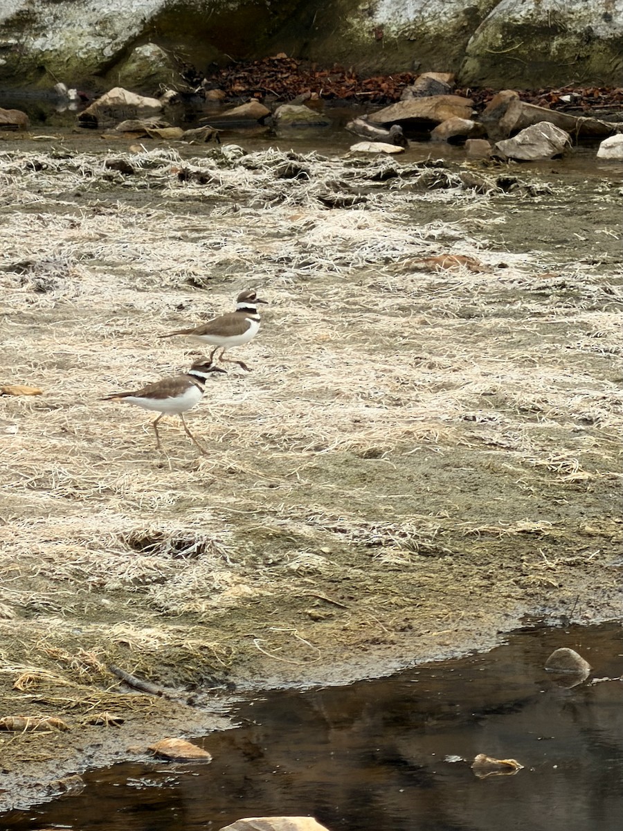 Killdeer - ML642814408