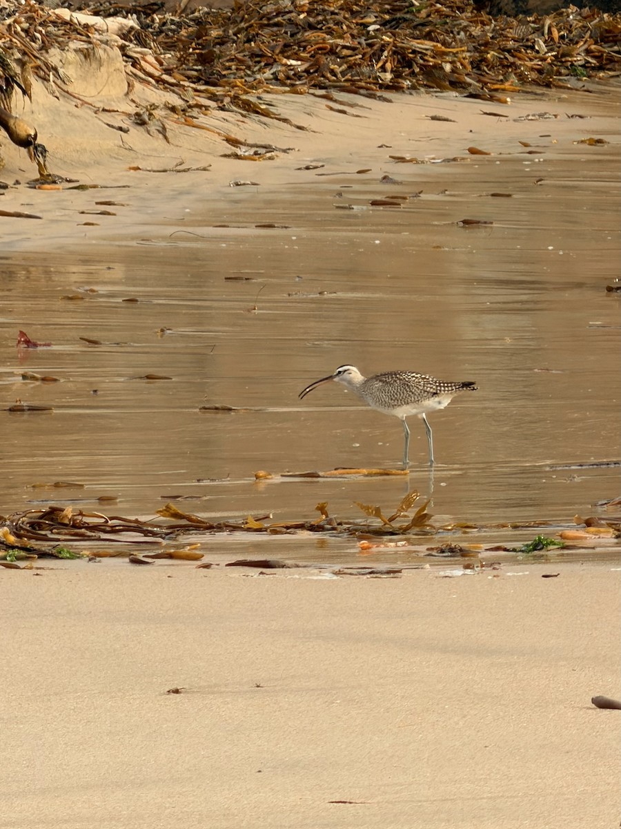 Whimbrel - ML642814411