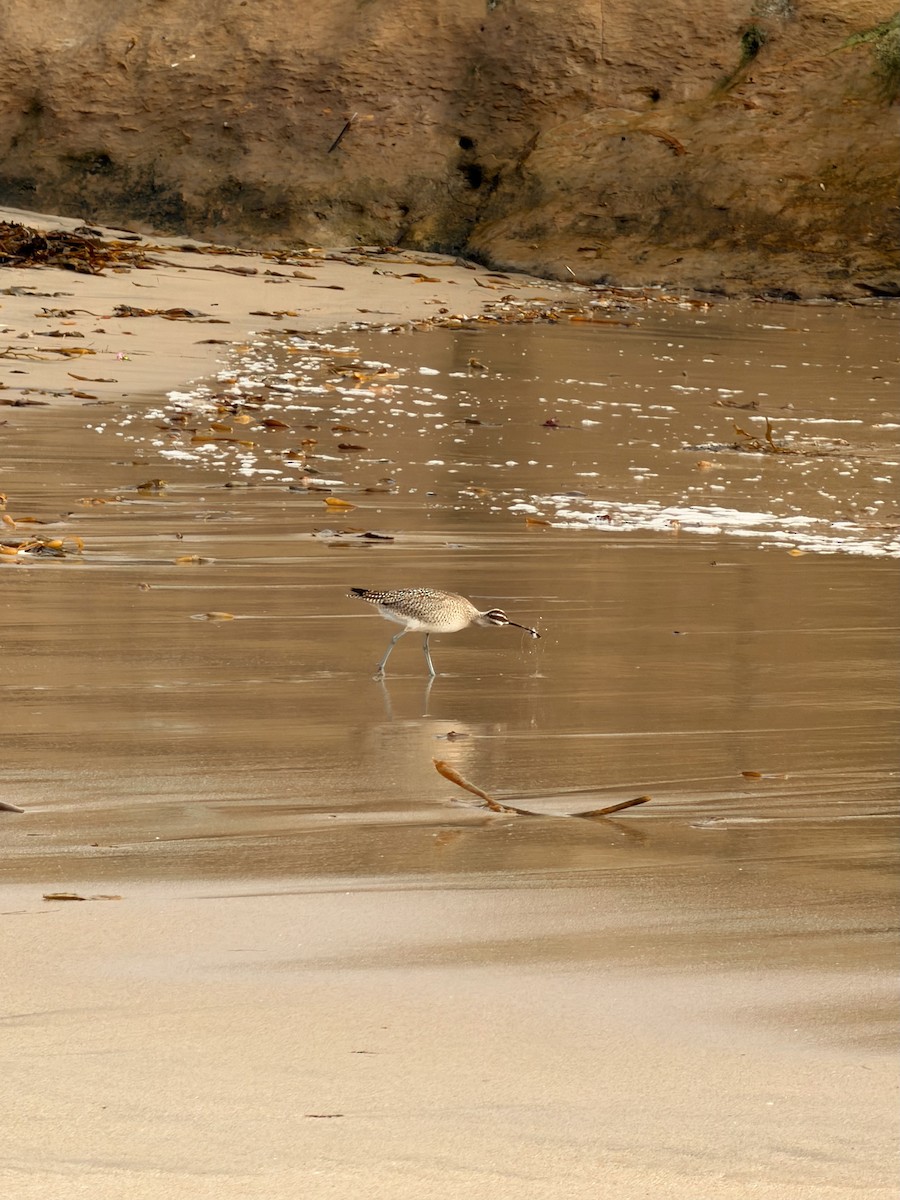 Whimbrel - ML642814412