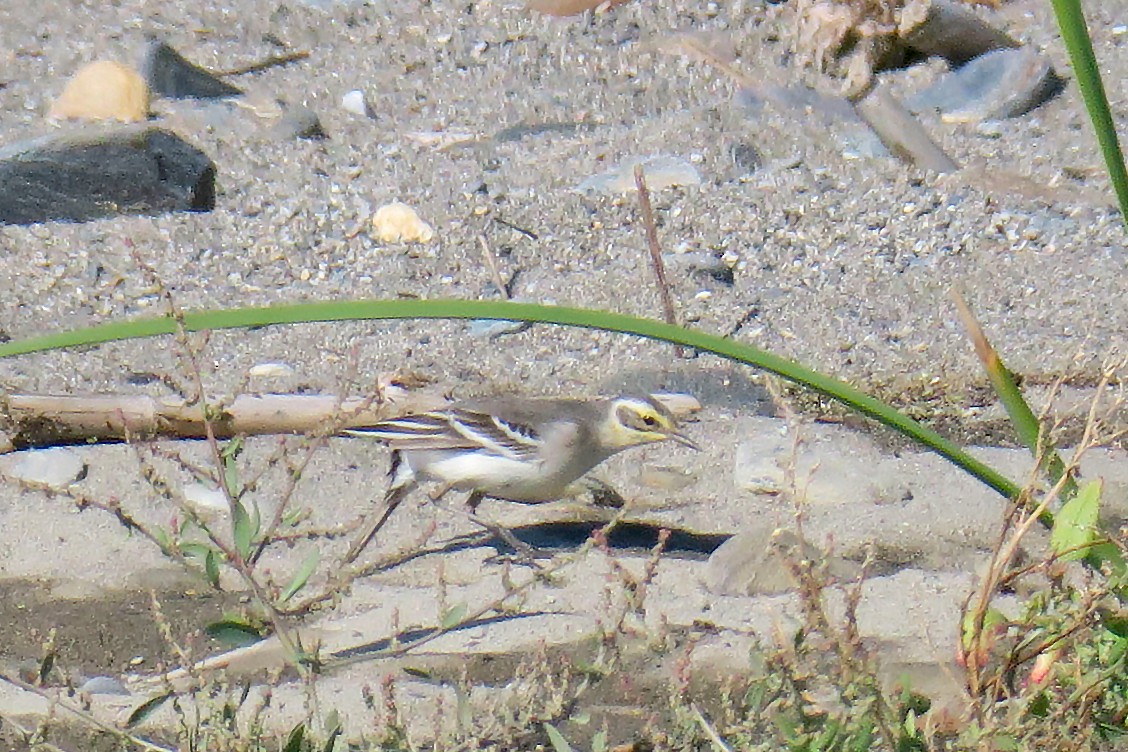 Citrine Wagtail - Juan Pérez