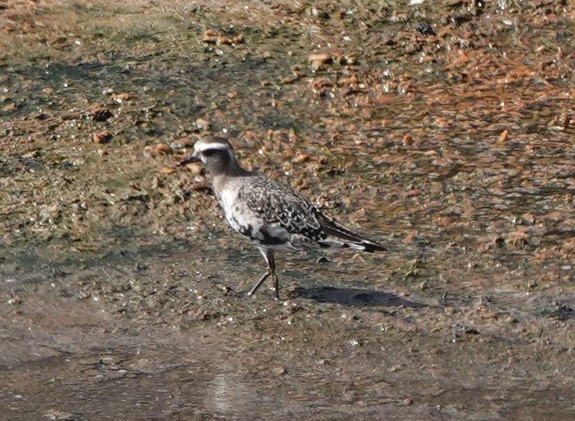American Golden-Plover - ML642814417