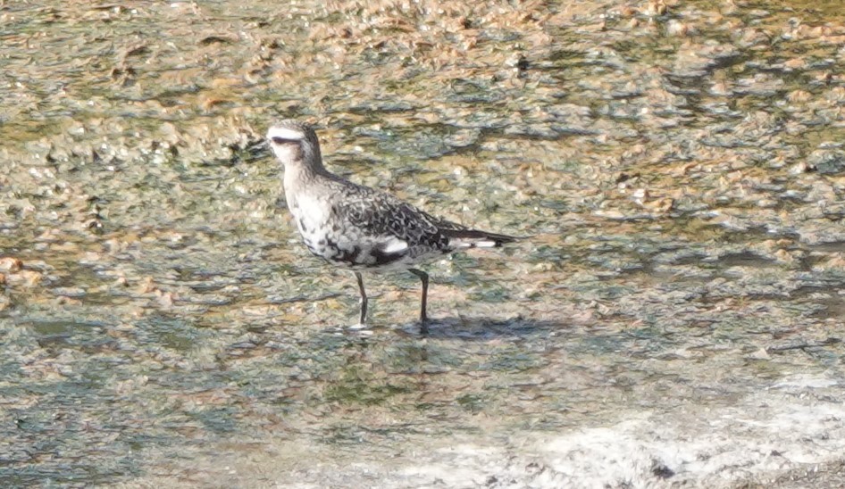 American Golden-Plover - ML642814418