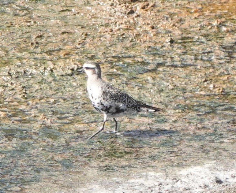 American Golden-Plover - ML642814419