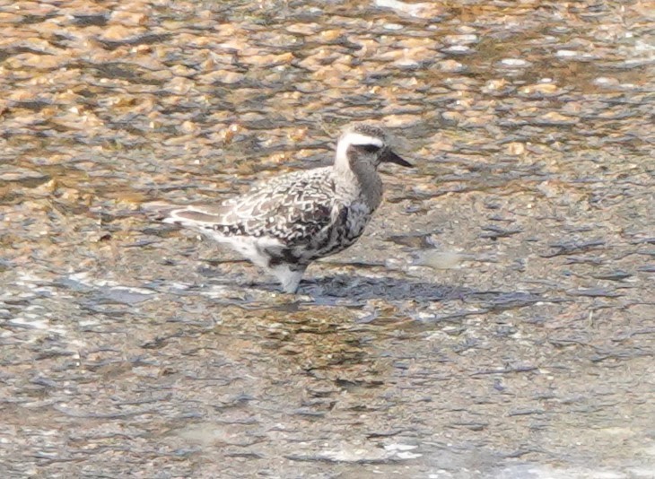 American Golden-Plover - ML642814420