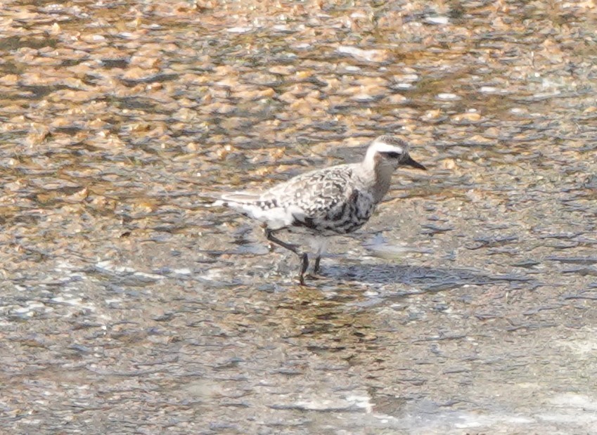 American Golden-Plover - ML642814421