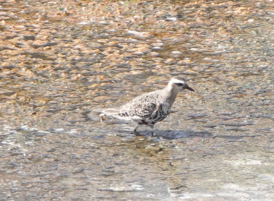 American Golden-Plover - ML642814422