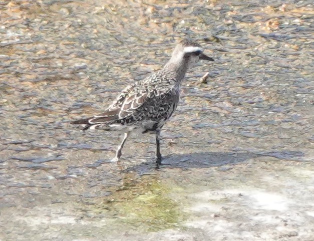 American Golden-Plover - ML642814423