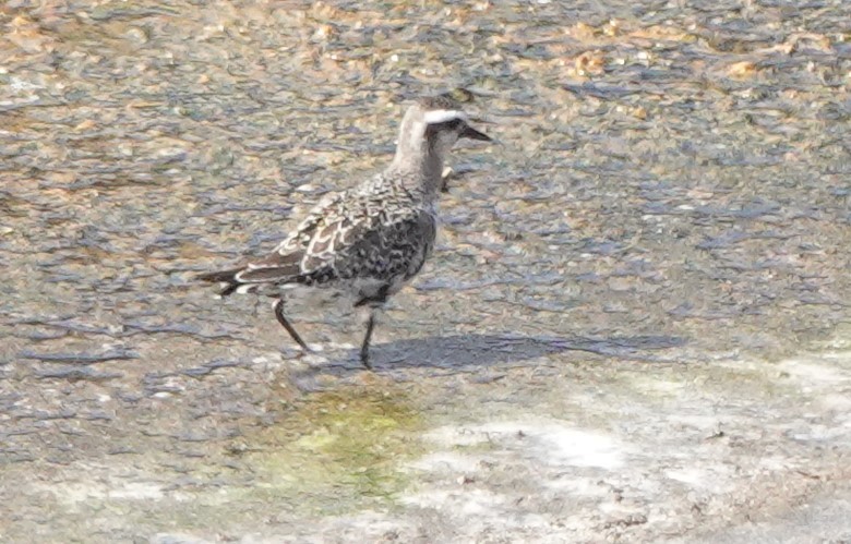 American Golden-Plover - ML642814424