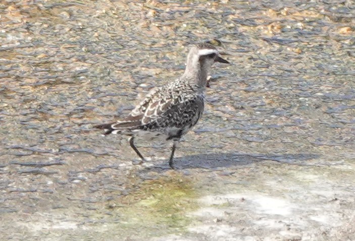 American Golden-Plover - ML642814425