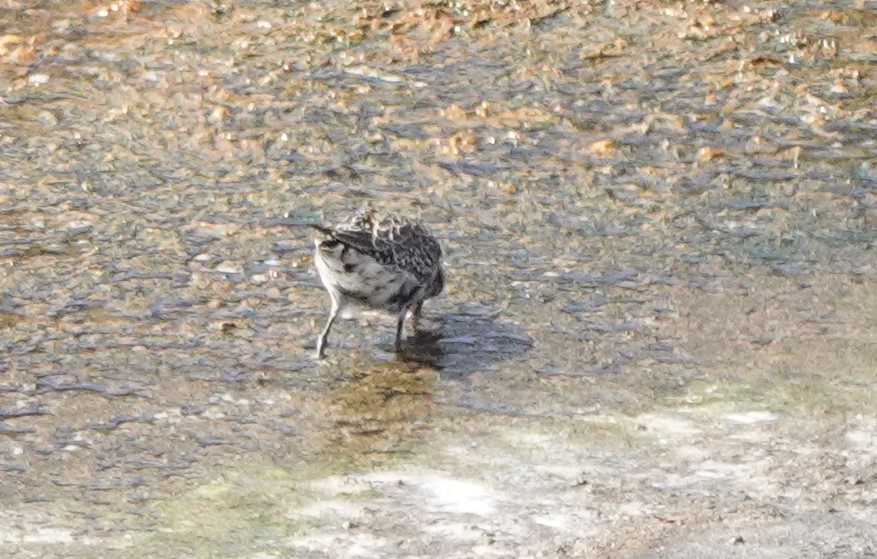American Golden-Plover - ML642814426