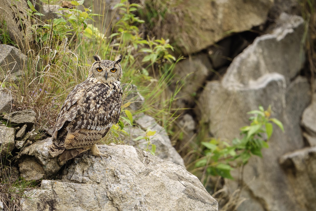 Rock Eagle-Owl - ML642814431
