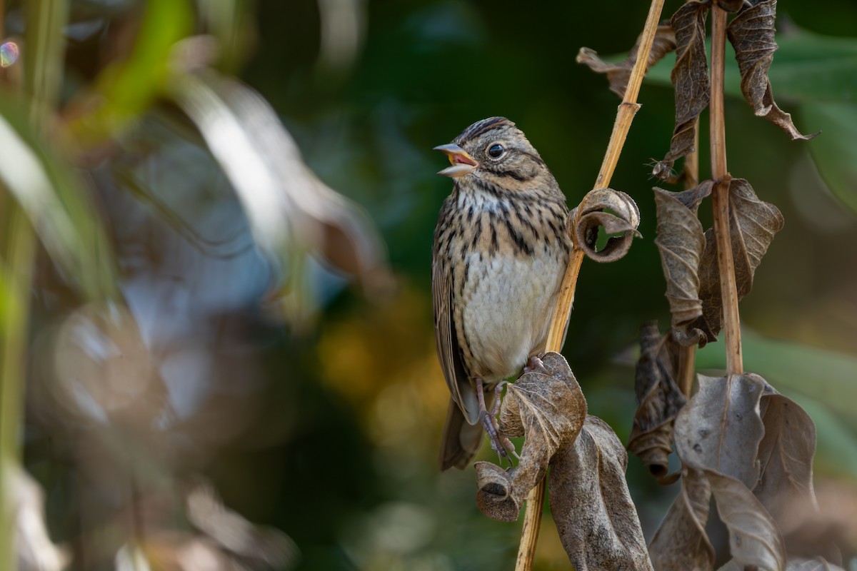 Lincoln's Sparrow - ML642814432
