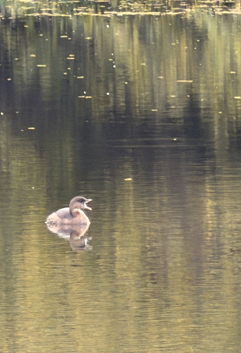 Pied-billed Grebe - ML642814433