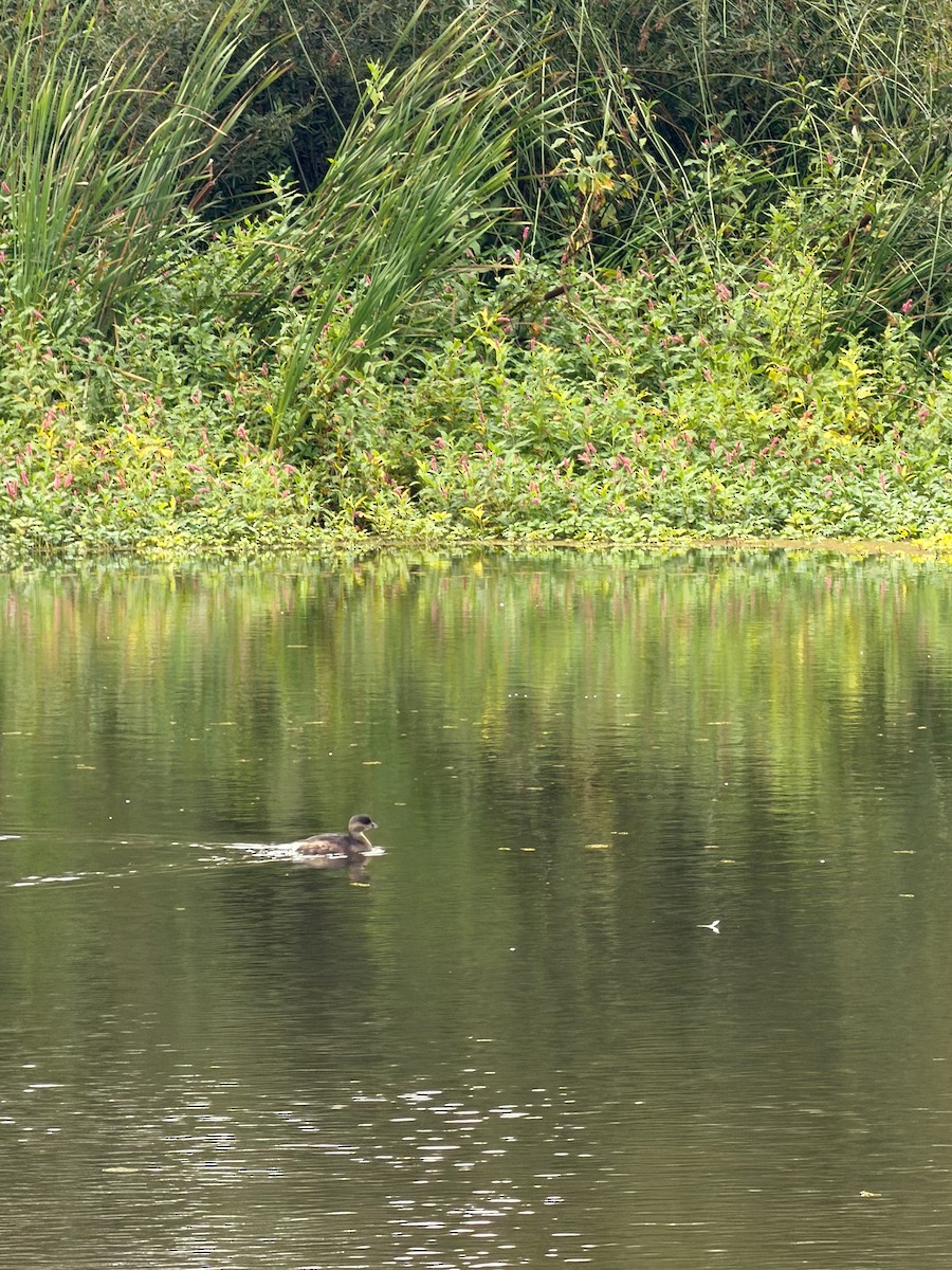 Pied-billed Grebe - ML642814434