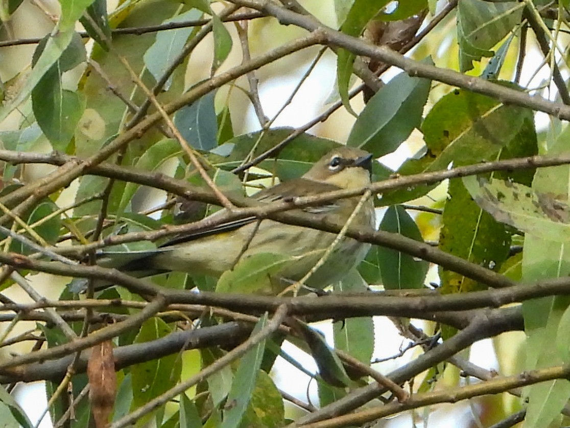 Yellow-rumped Warbler (Myrtle) - ML642814437