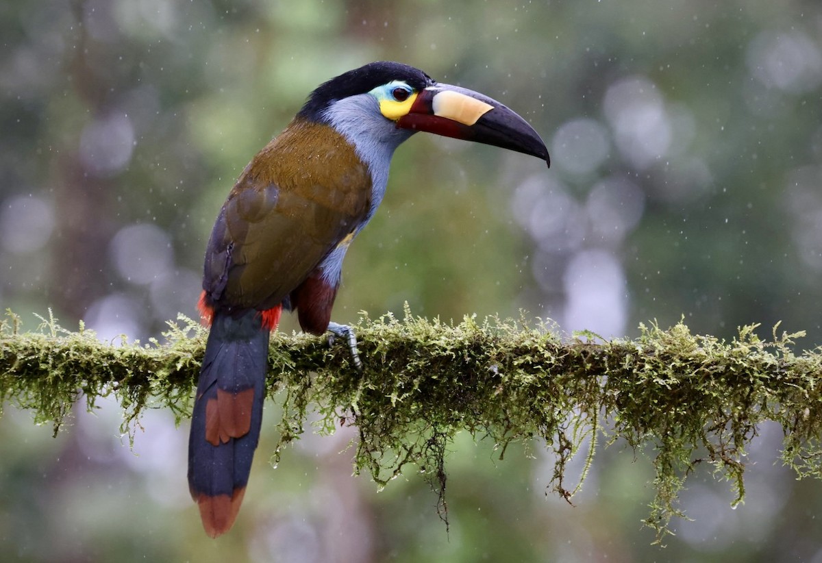 Plate-billed Mountain-Toucan - ML642814440